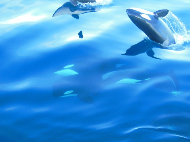 who knew i could see these guys in my own backyard?